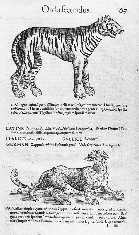 -Illustrations de Icones animalium quadrupedum viviparorum et oviparorum-Tigre et léopard.jpeg
