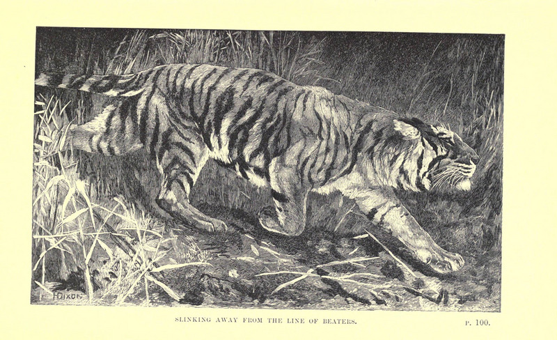 Wild beasts and their ways (Plate 6) (6505682005).jpg
