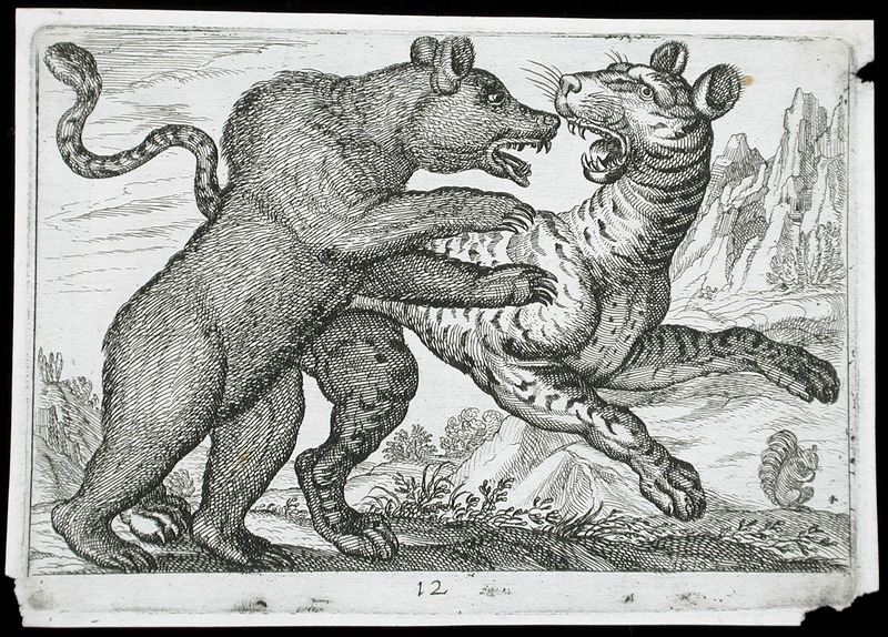 A Bear Fighting a Tiger LACMA 65.37.307.jpg