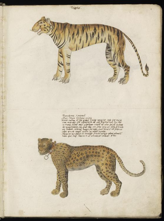 Animal drawings collected by Felix Platter, p2 - (141).jpg
