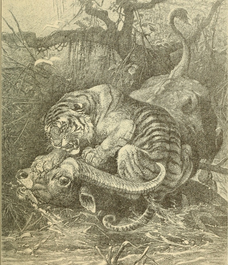 Animals in action; studies and stories of beasts, birds and reptiles; their habits, their homes and their peculiarities (1901) (14568810978).jpg