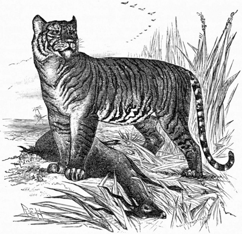 Britannica Tiger.jpg