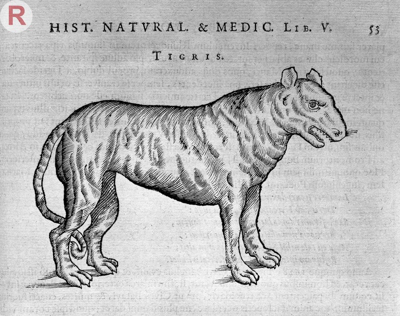 Engraving of a Tiger Wellcome L0032834.jpg