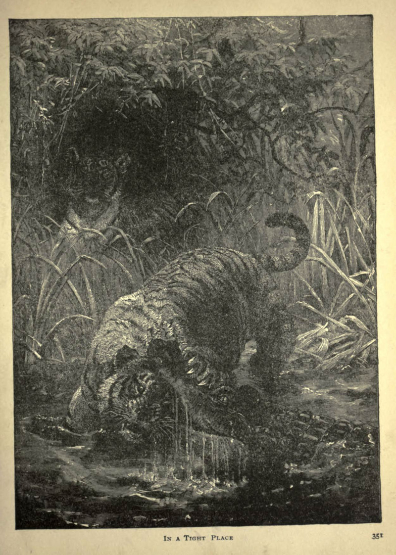 Forest and jungle, or, Thrilling adventures in all quarters of the globe (Page 351) (6221064208).jpg