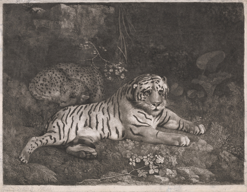 George Stubbs - A Tiger and a Sleeping Leopard - Google Art Project.jpg