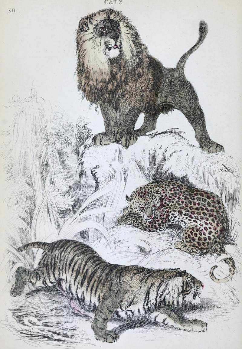 The animal kingdom - arranged after its organization; forming a natural history of animals, and an introduction to comparative anatomy (1863) (18197421555).jpg
