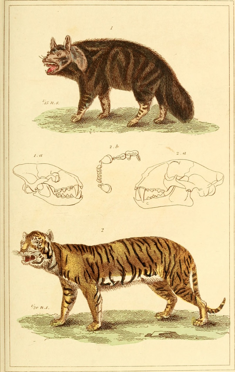 The animal kingdom, arranged according to its organization, serving as a foundation for the natural history of animals - and an introduction to comparative anatomy (1834) (17576372413).jpg
