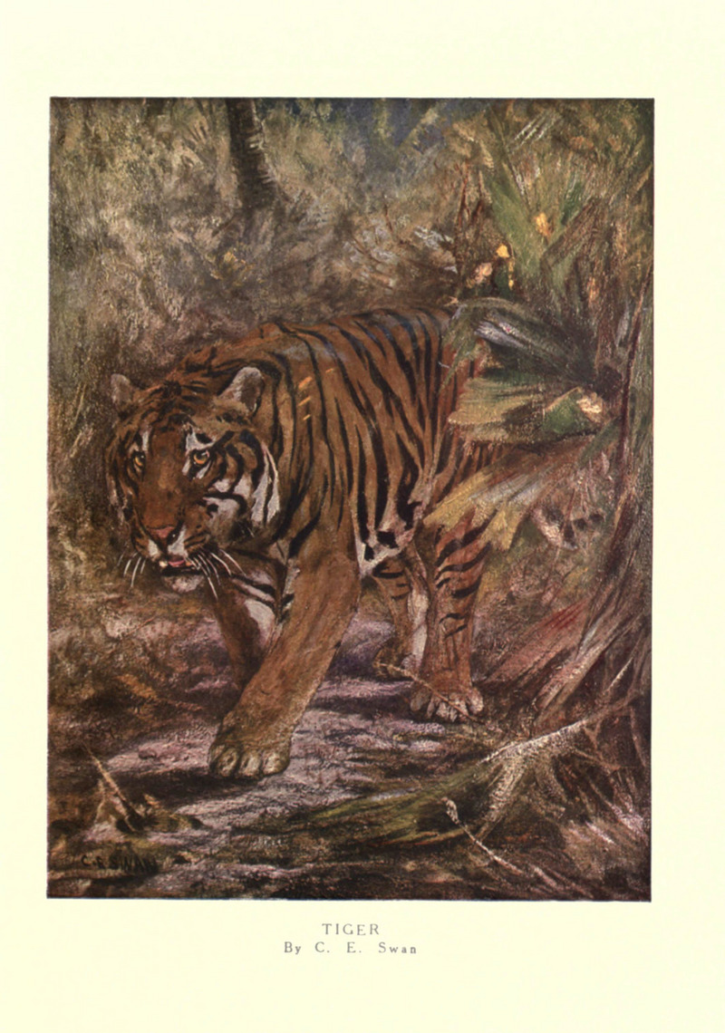 The wild beasts of the world (Pl. 16) (6505639351).jpg