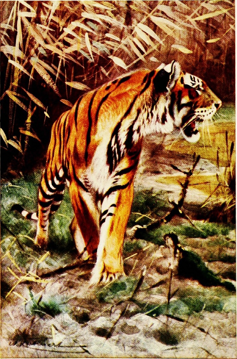 The world of animal life (1910) (20702679726).jpg