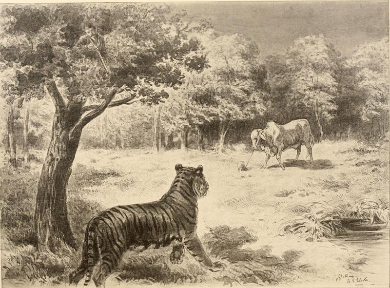Thirteen years among the wild beasts of India - their haunts and habits from personal observations, with an account of the modes and capturing and taming elephants (1893) (14754956646).jpg