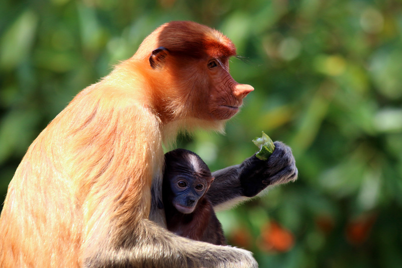 Proboscis monkey (Nasalis larvatus) female and baby.jpg
