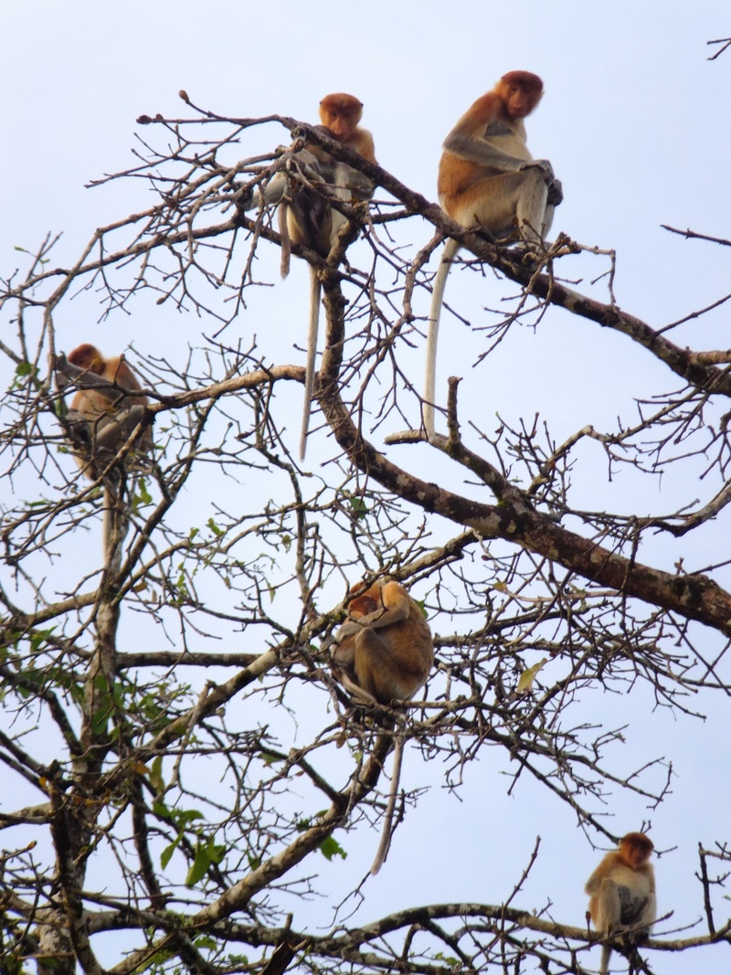 Proboscis monkeys sitting in a tree.JPG