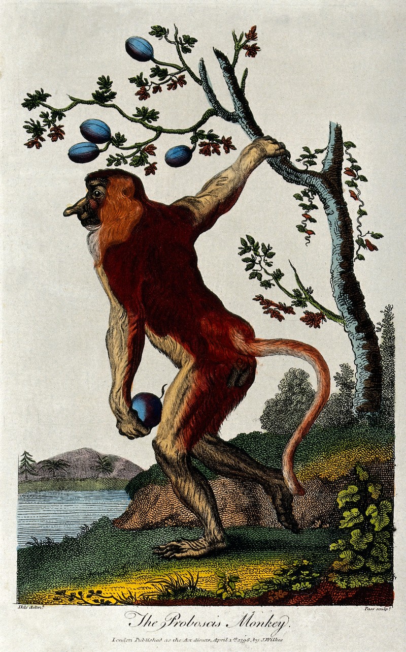 A proboscis monkey holding on to a tree with its right arm w Wellcome V0020942.jpg