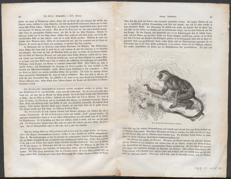 Semnopithecus nasica - 1700-1880 - Print - Iconographia Zoologica - Special Collections University of Amsterdam - UBA01 IZ19900028.jpg