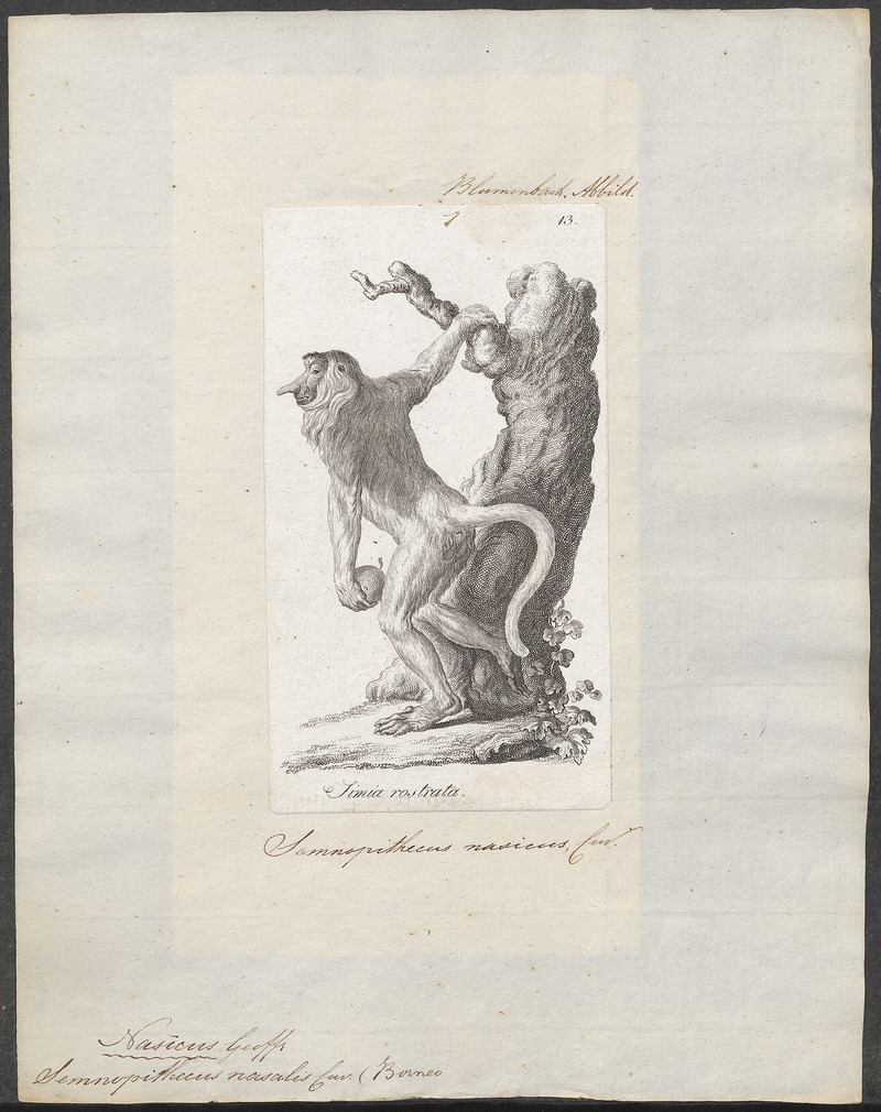 Semnopithecus nasicus - 1700-1880 - Print - Iconographia Zoologica - Special Collections University of Amsterdam - UBA01 IZ19900057.jpg