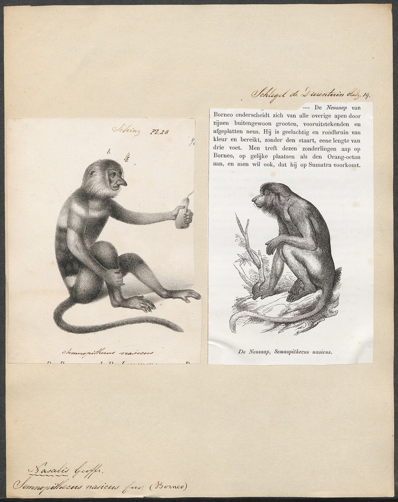 Semnopithecus nasicus - 1700-1880 - Print - Iconographia Zoologica - Special Collections University of Amsterdam - UBA01 IZ19900060.jpg