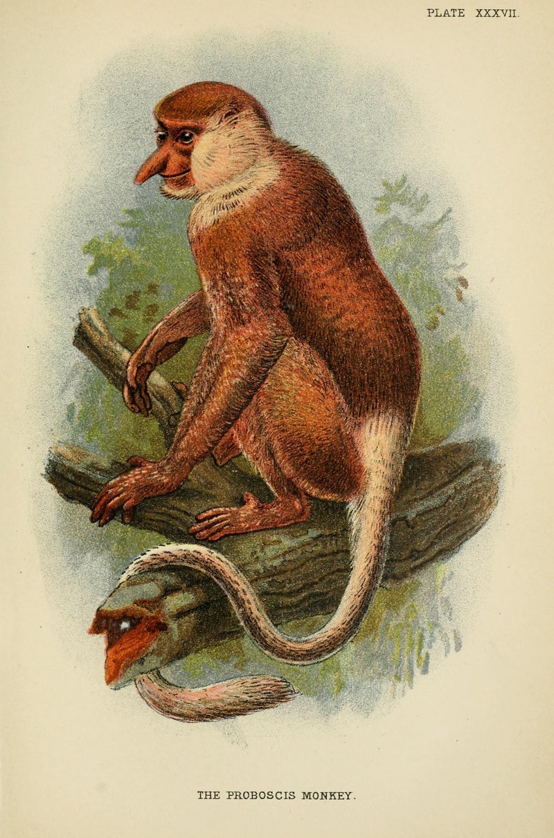 A hand-book to the primates (Plate XXXVII) (6901564004).jpg