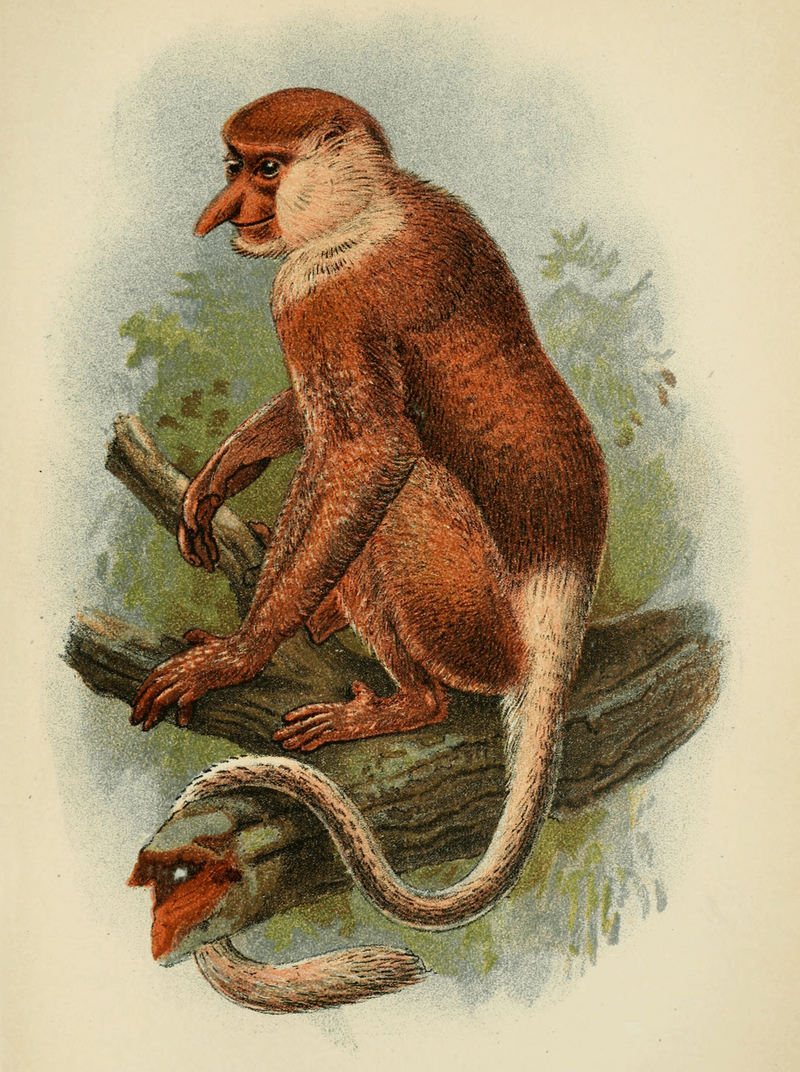 Handbook to the Primates Plate 37.jpg