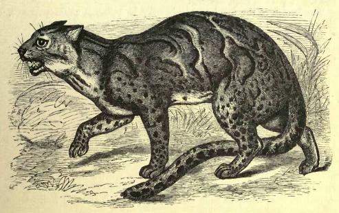 Marbled tiger-cat (f. mamorata).JPG