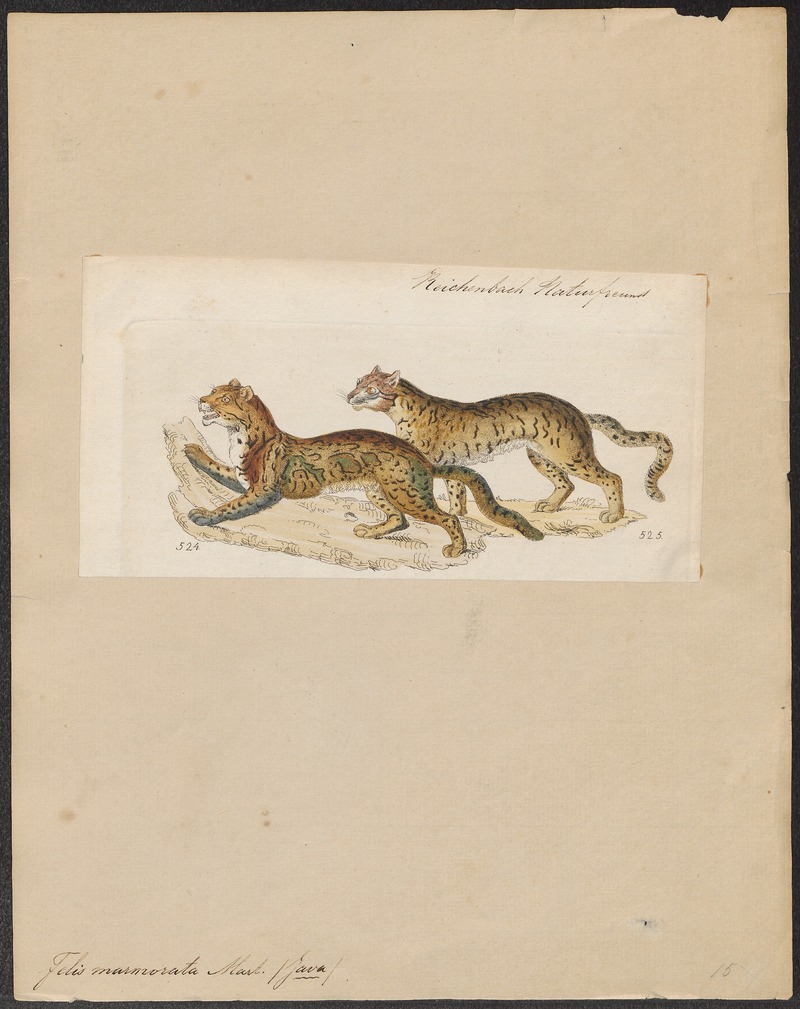 Felis marmorata - 1834 - Print - Iconographia Zoologica - Special Collections University of Amsterdam - UBA01 IZ22100338.jpg