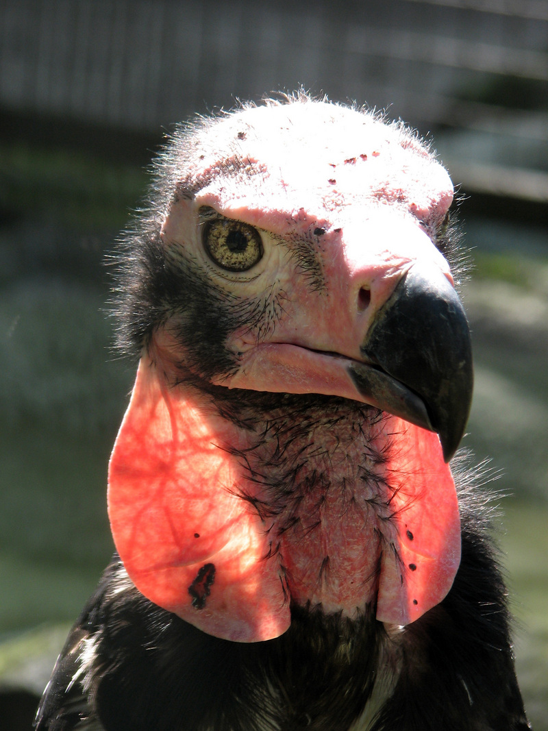 Sarcogyps calvus -Berlin Zoo -upper body-8a - red-headed vulture (Sarcogyps calvus).jpg