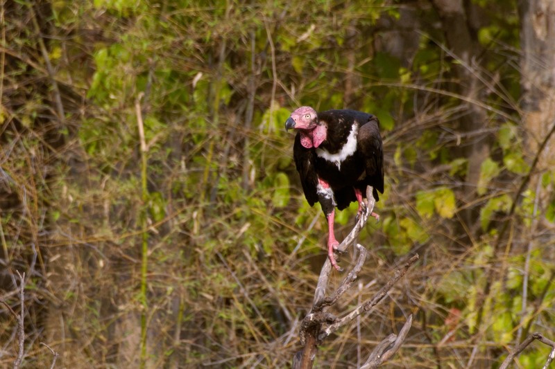 Red-Headed-Vulture-Sarcogyps-calvus.jpg