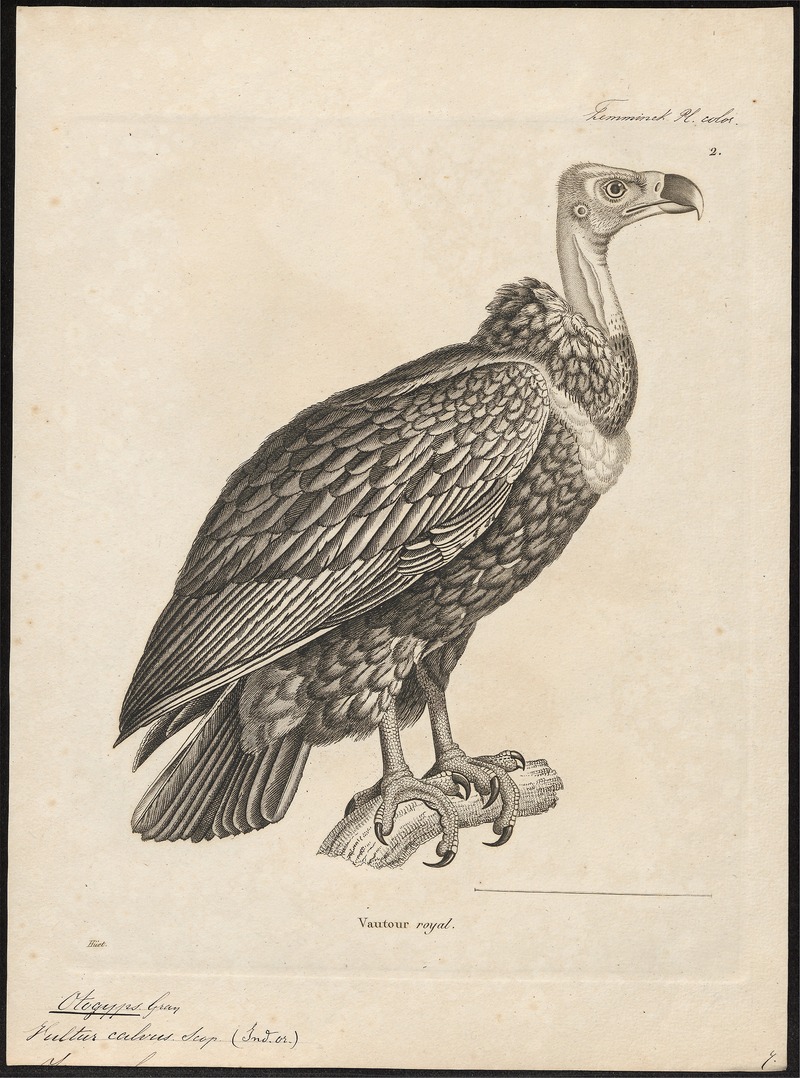 Otogyps calvus - 1700-1880 - Print - Iconographia Zoologica - Special Collections University of Amsterdam - UBA01 IZ18100059.jpg