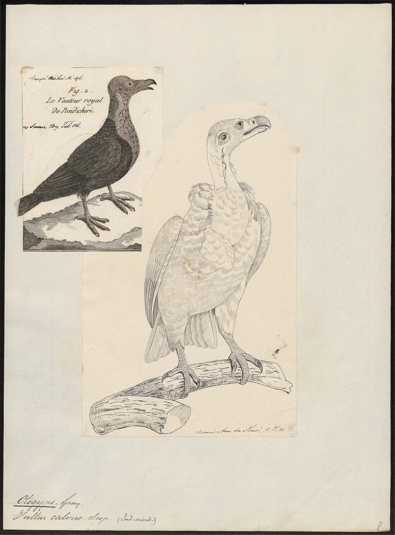 Otogyps calvus - 1782-1825 - Print - Iconographia Zoologica - Special Collections University of Amsterdam - UBA01 IZ18100057.jpg