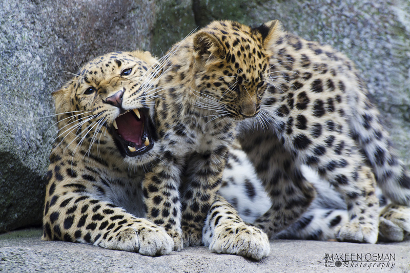 Leopords - leopard (Panthera pardus).jpg