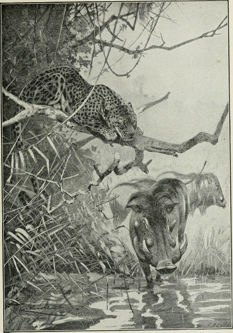 Big game hunting in Africa and other lands; the appearance, habits, traits of character and every detail of wild animal life (1910) (20182076590).jpg