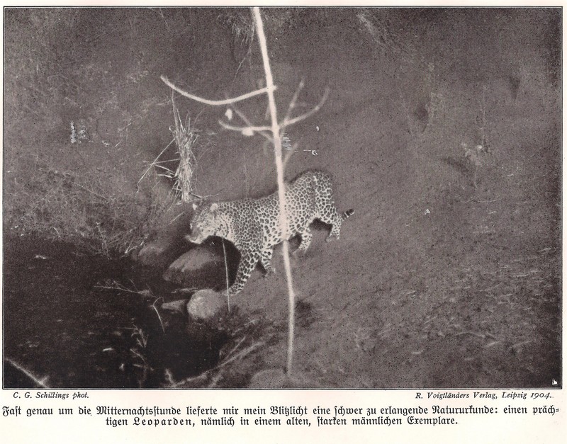 Carl Georg Schillings Leopard 1905.jpg