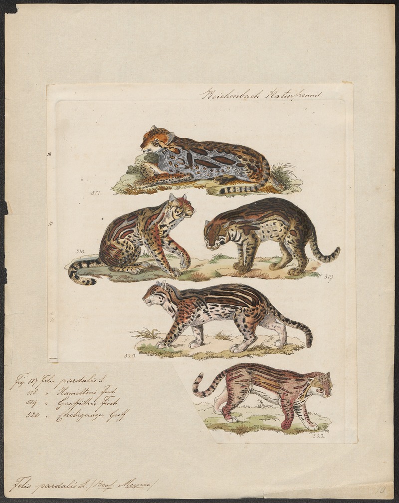 Felis pardalis - 1834 - Print - Iconographia Zoologica - Special Collections University of Amsterdam - UBA01 IZ22100244.jpg