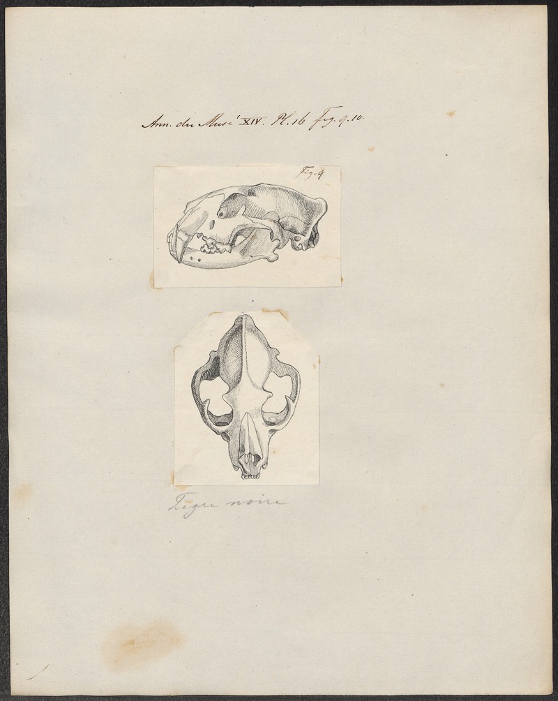 Felis pardus - 1700-1880 - Print - Iconographia Zoologica - Special Collections University of Amsterdam - UBA01 IZ22100131.jpg