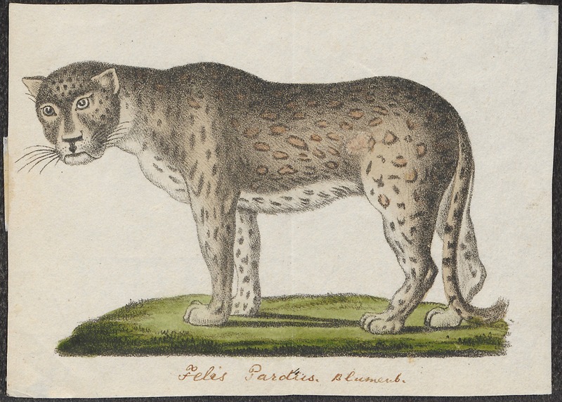 Felis pardus - 1700-1880 - Print - Iconographia Zoologica - Special Collections University of Amsterdam - UBA01 IZ22100208.jpg