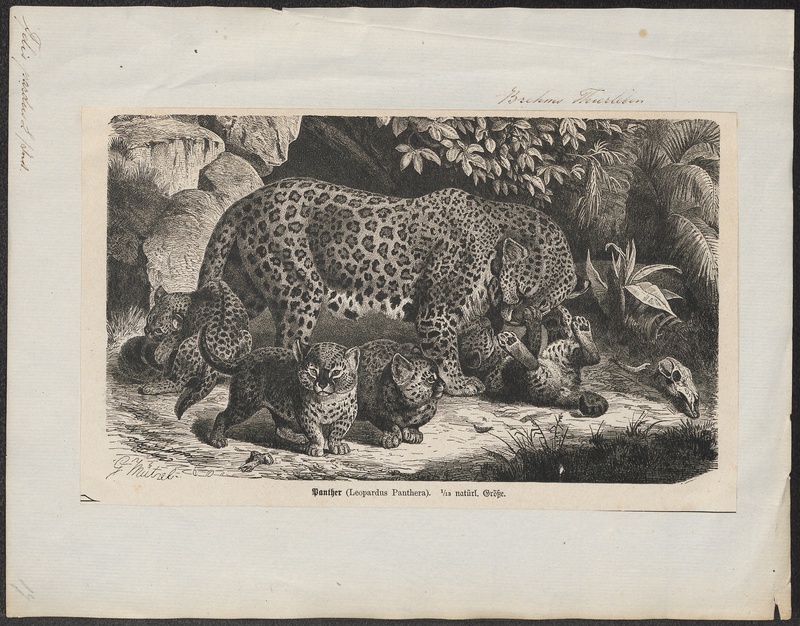Felis pardus - 1700-1880 - Print - Iconographia Zoologica - Special Collections University of Amsterdam - UBA01 IZ22100212.jpg