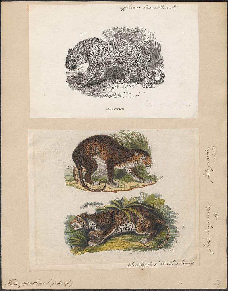 Felis pardus - 1700-1880 - Print - Iconographia Zoologica - Special Collections University of Amsterdam - UBA01 IZ22100214.jpg