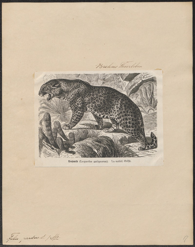 Felis pardus - 1700-1880 - Print - Iconographia Zoologica - Special Collections University of Amsterdam - UBA01 IZ22100220.jpg