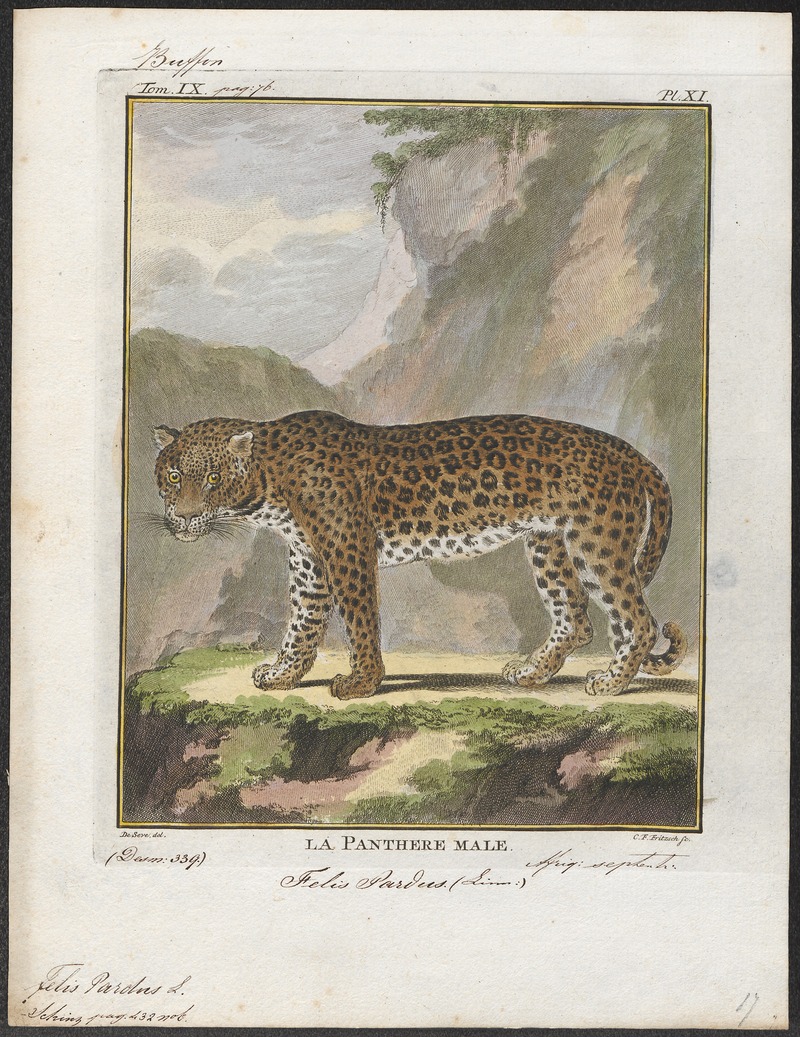 Felis pardus - 1700-1880 - Print - Iconographia Zoologica - Special Collections University of Amsterdam - UBA01 IZ22100222.jpg