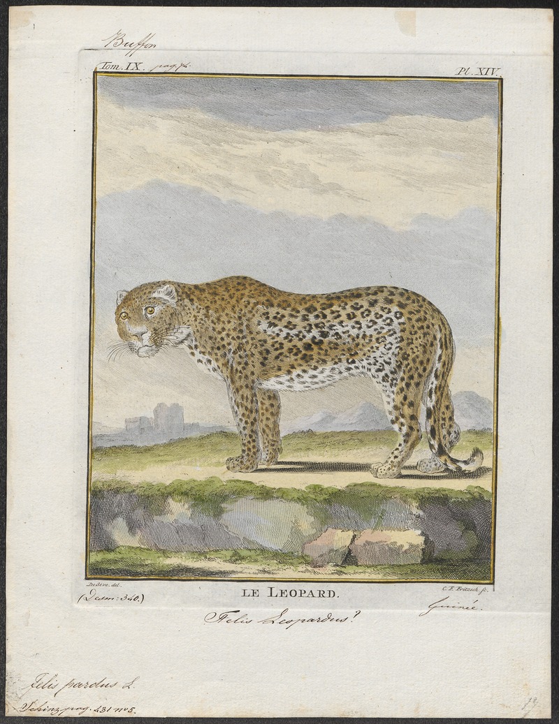 Felis pardus - 1700-1880 - Print - Iconographia Zoologica - Special Collections University of Amsterdam - UBA01 IZ22100224.jpg