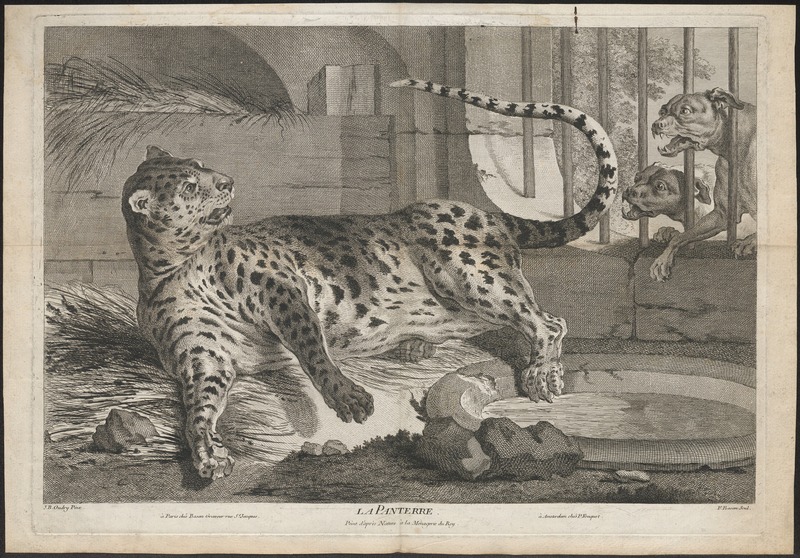 Felis pardus - 1700-1880 - Print - Iconographia Zoologica - Special Collections University of Amsterdam - UBA01 IZ22100240.jpg