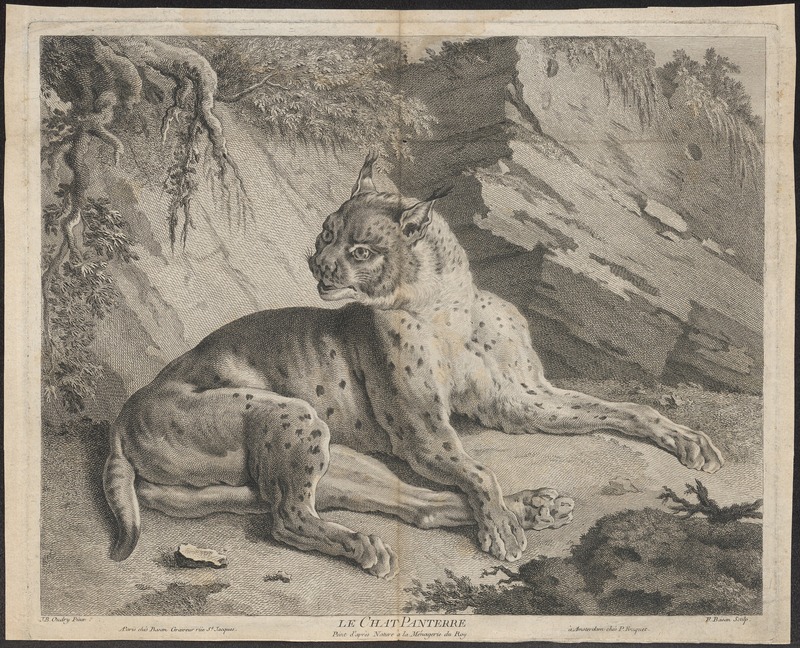 Felis pardus - 1700-1880 - Print - Iconographia Zoologica - Special Collections University of Amsterdam - UBA01 IZ22100350.jpg