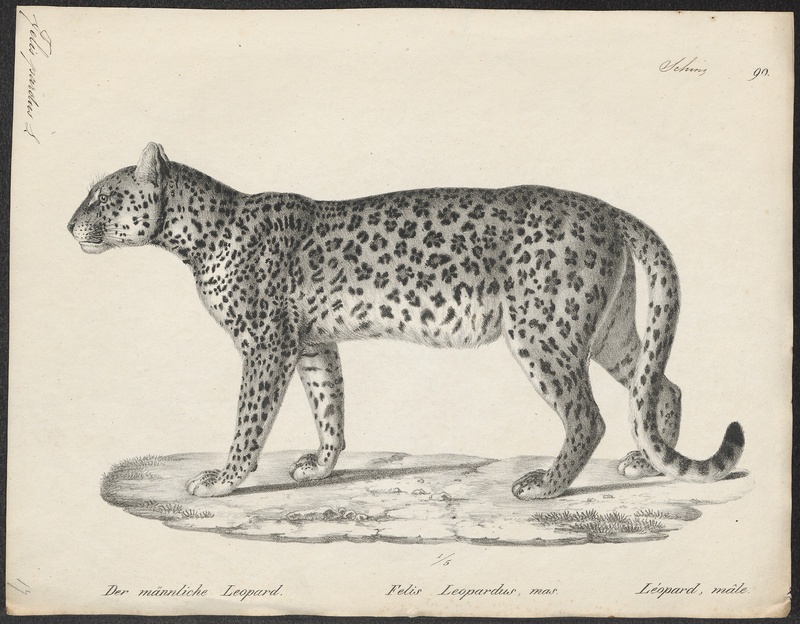 Felis pardus - 1809-1845 - Print - Iconographia Zoologica - Special Collections University of Amsterdam - UBA01 IZ22100226.jpg