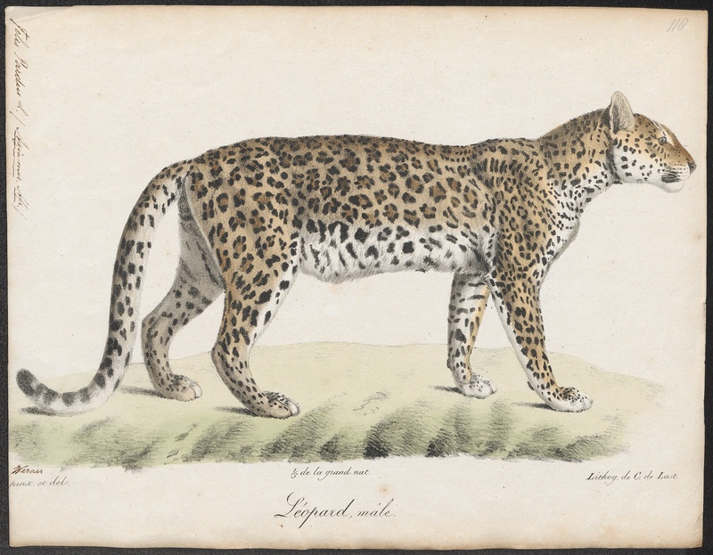 Felis pardus - 1818-1842 - Print - Iconographia Zoologica - Special Collections University of Amsterdam - UBA01 IZ22100228.jpg