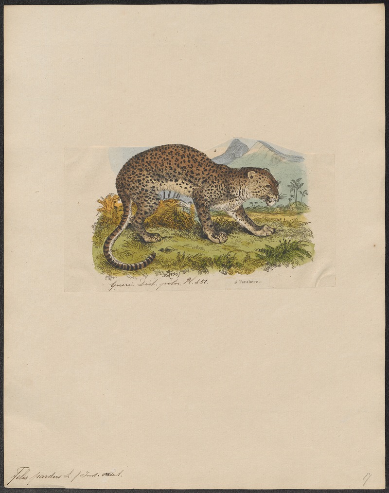 Felis pardus - 1831 - Print - Iconographia Zoologica - Special Collections University of Amsterdam - UBA01 IZ22100216.jpg