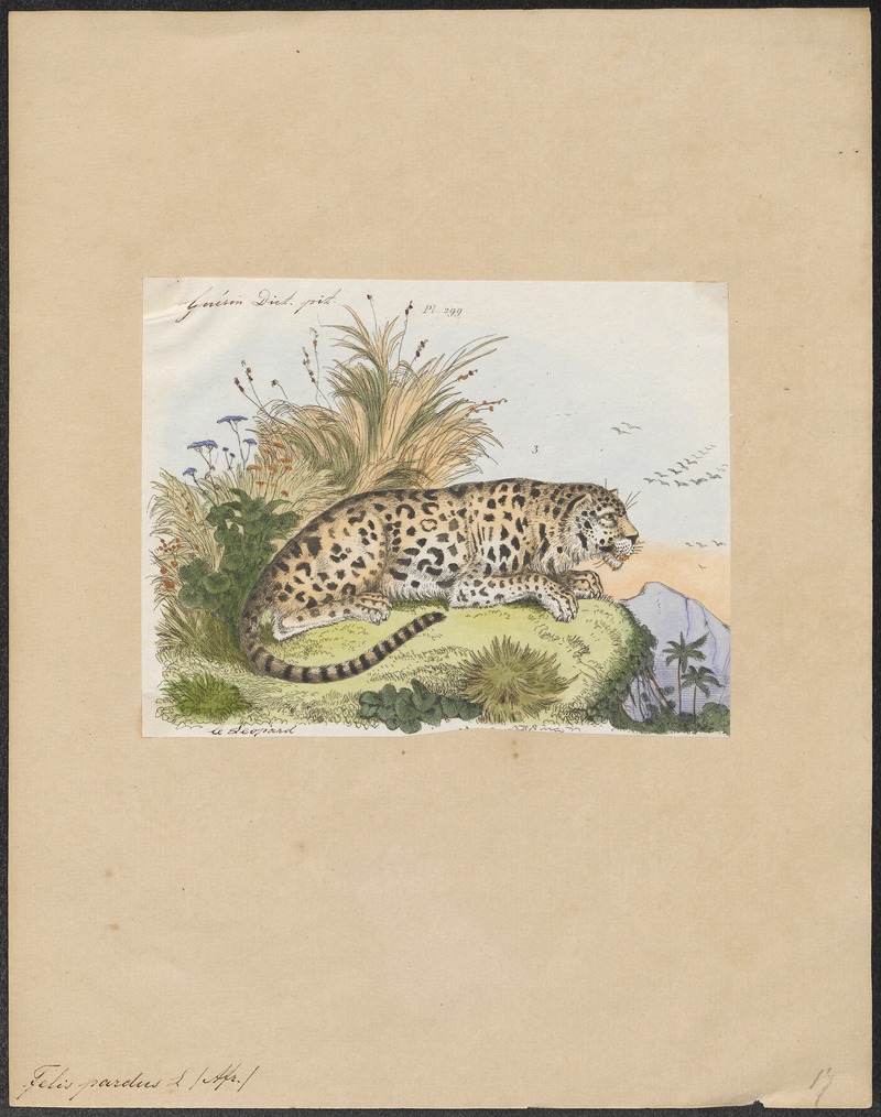 Felis pardus - 1833-1839 - Print - Iconographia Zoologica - Special Collections University of Amsterdam - UBA01 IZ22100234.jpg
