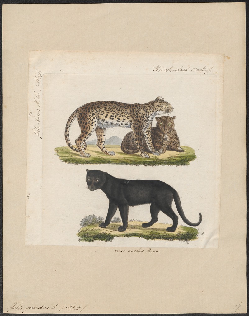 Felis pardus - 1834 - Print - Iconographia Zoologica - Special Collections University of Amsterdam - UBA01 IZ22100218.jpg