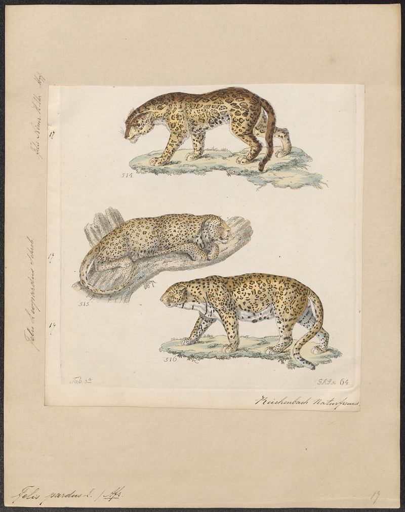 Felis pardus - 1834 - Print - Iconographia Zoologica - Special Collections University of Amsterdam - UBA01 IZ22100230.jpg