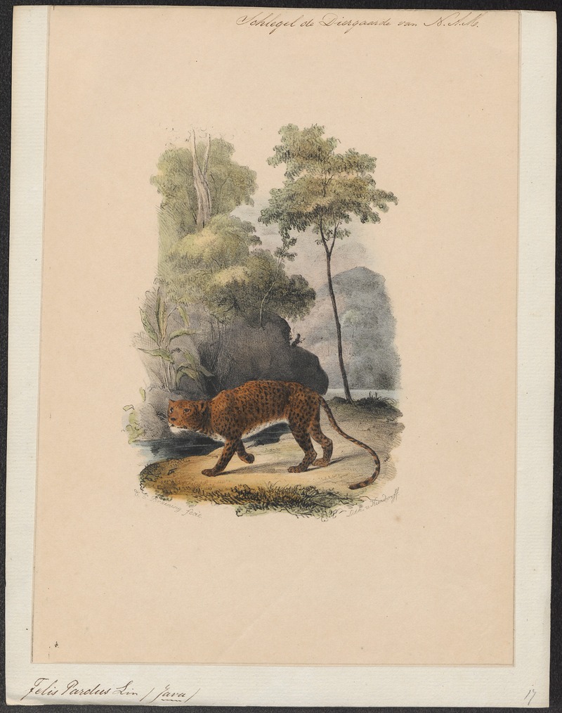 Felis pardus - 1842-1849 - Print - Iconographia Zoologica - Special Collections University of Amsterdam - UBA01 IZ22100210.jpg