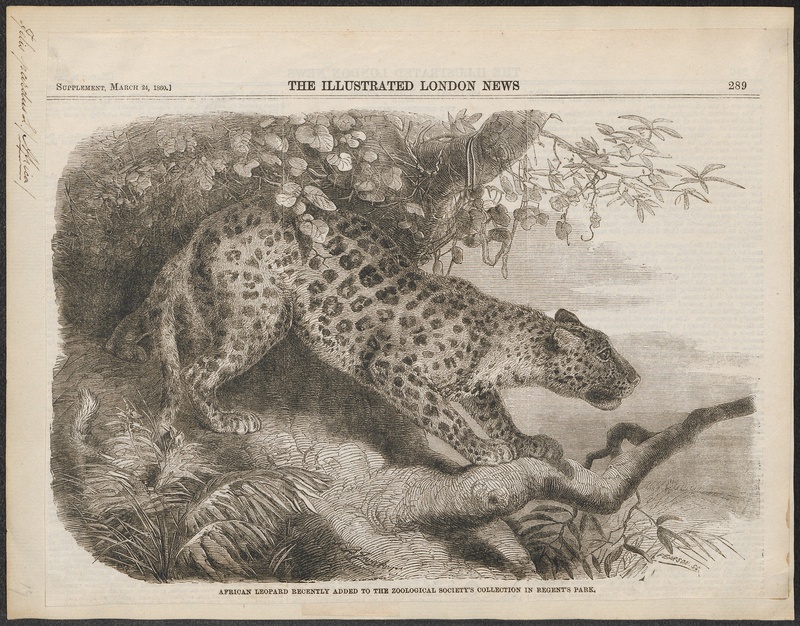Felis pardus - 1860 - Print - Iconographia Zoologica - Special Collections University of Amsterdam - UBA01 IZ22100232.jpg