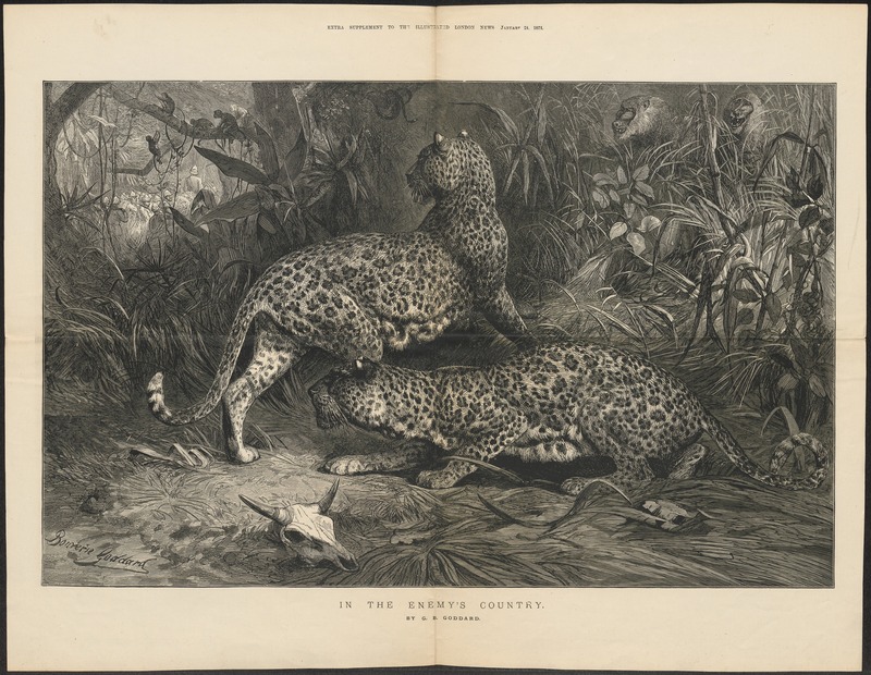 Felis pardus - 1874 - Print - Iconographia Zoologica - Special Collections University of Amsterdam - UBA01 IZ22100242.jpg